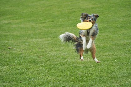 Dog jumping in air catching a yellow frisbee in it's mouth.