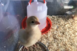 Cloverleaf residents welcome newly hatched chicks