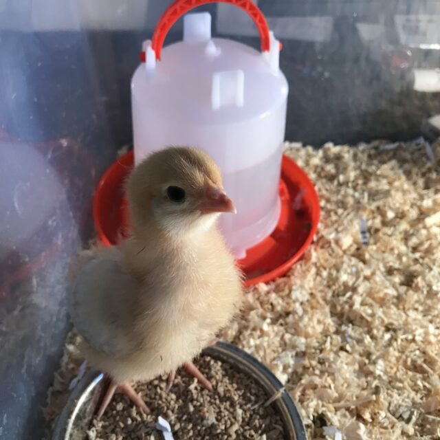 Cloverleaf residents welcome newly hatched chicks