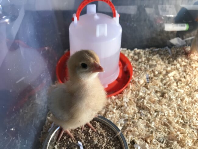Cloverleaf residents welcome newly hatched chicks