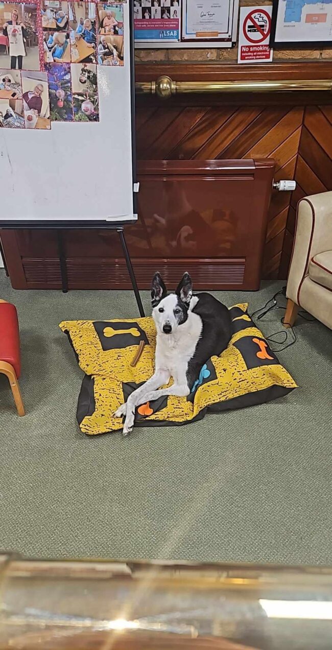 Introducing Sandpipers furry friend