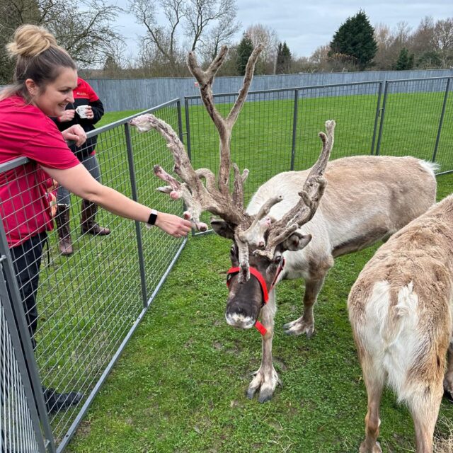 Majestic Reindeer visit at Cloverleaf Care Home