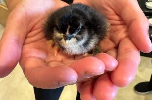 New Chicks Bring Joyful Energy to Beeston Rise!