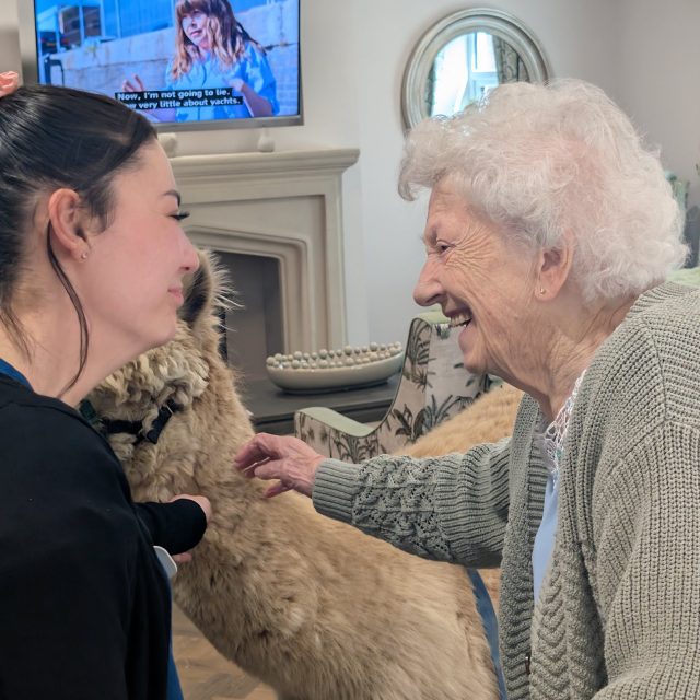 Alpaca Visit Brings Joy and Smiles to Mount Croft Care Home