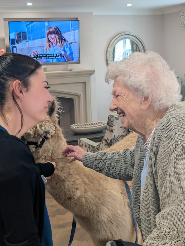 Alpaca Visit Brings Joy and Smiles to Mount Croft Care Home