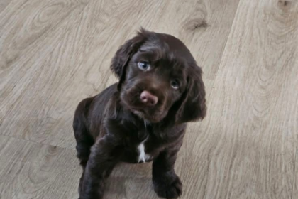 Sandpiper Welcomes New Furry Family Member, Molly