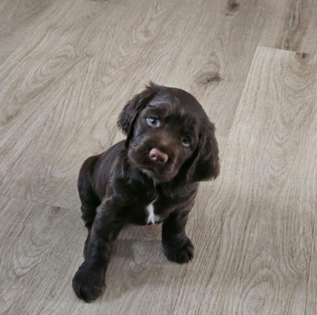 Sandpiper Welcomes New Furry Family Member, Molly