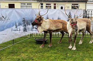 A resident’s Christmas wish comes true during festive reindeer visit at Richard House