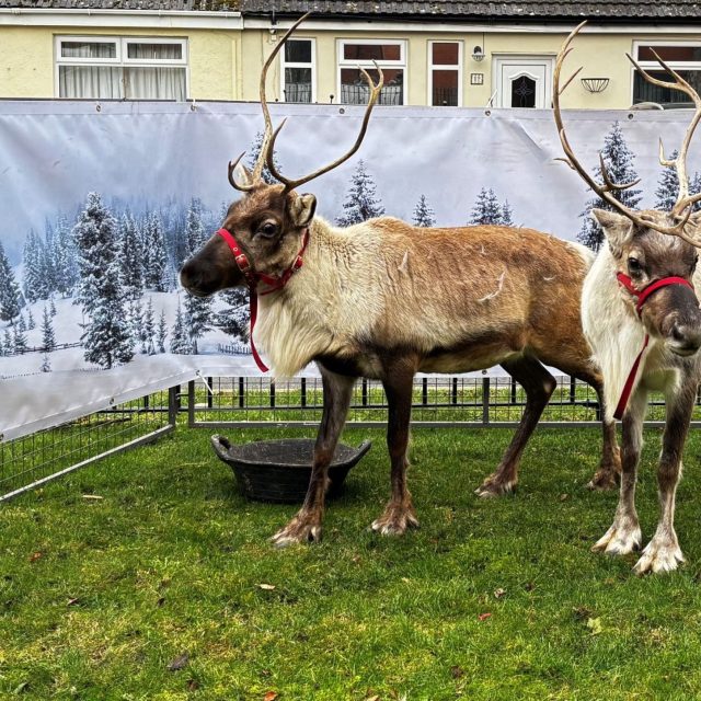 A resident’s Christmas wish comes true during festive reindeer visit at Richard House