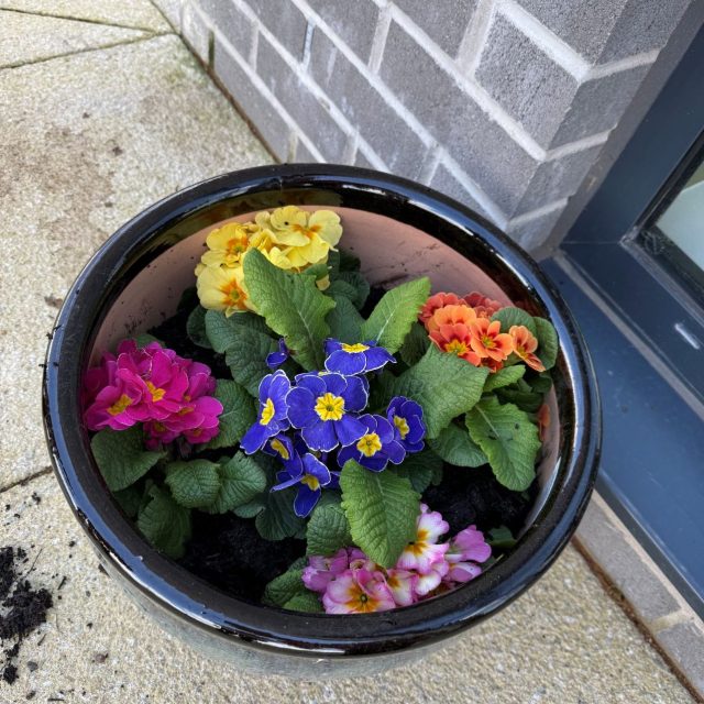 Blooming Moments: Trafford Waters Residents Cultivate Community in the Garden